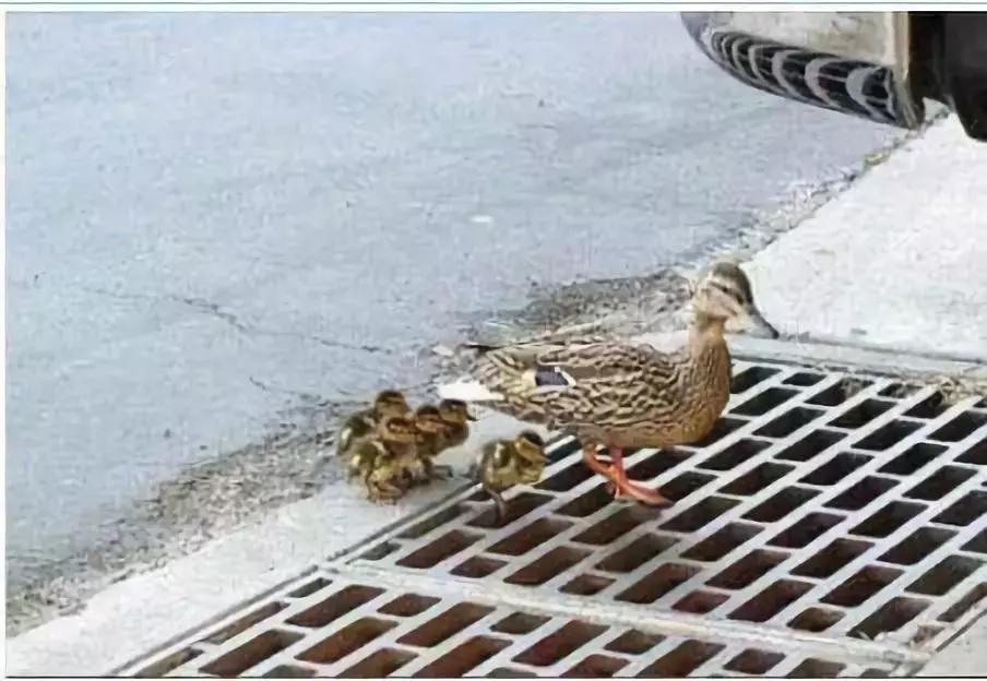 第一次当花童没有什么经验,第一次当花童没什么经验