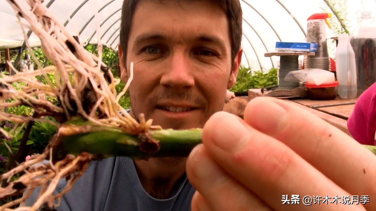 红双喜月季是扦插好还是嫁接好,藤本月季嫁接的好还是扦插的好