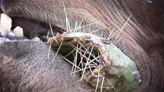 被称为沙漠之舟的骆驼站,被誉为沙漠之舟的骆驼原版