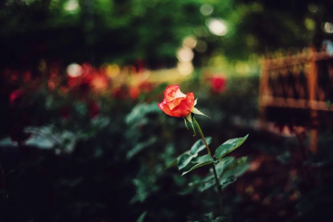 为什么这么多人捧华为,为什么那么多人喜欢徕卡