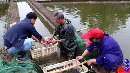 鱼塘水霉病是什么原因引起的,鱼塘爆发水霉