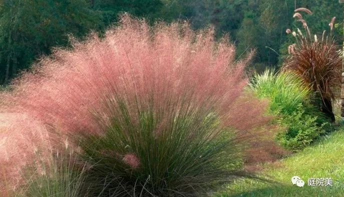 雨水花园植物区,雨水花园水生植物