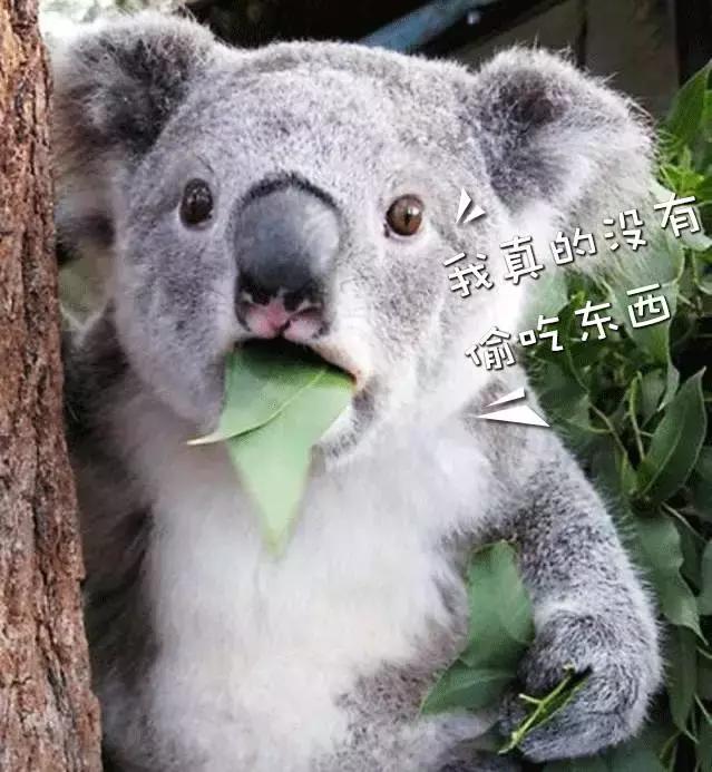 澳洲零食哪个牌子好,澳洲零食测评宝宝