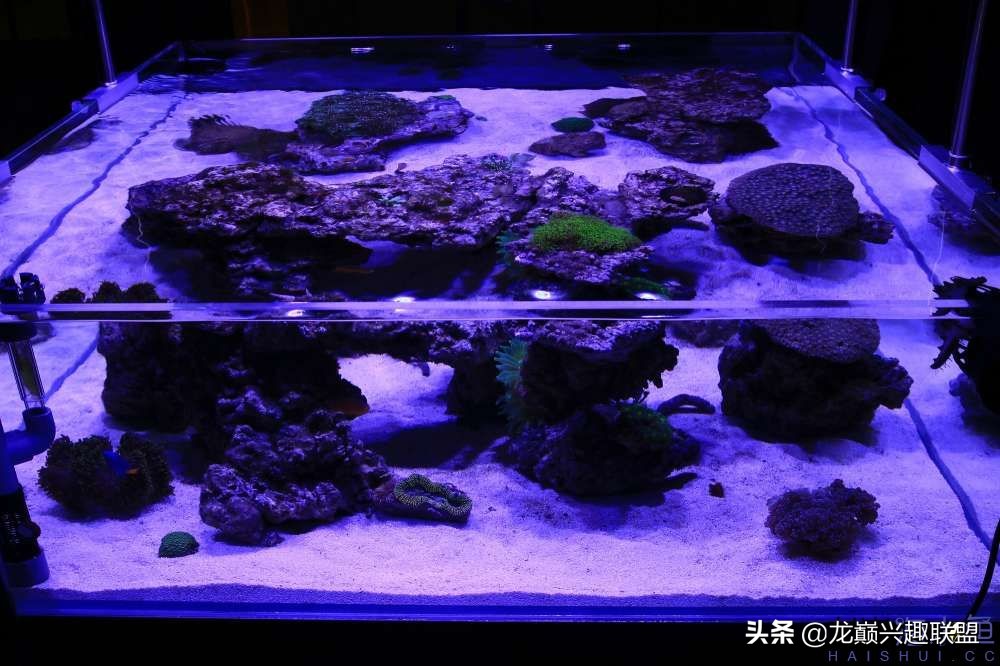 从零开始玩海缸的方法,从零开始玩海缸全过程