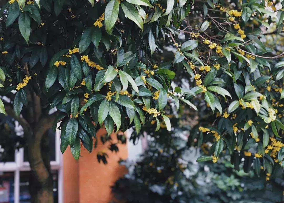 四川最有钱的5所大学,四川最有钱的大学排名