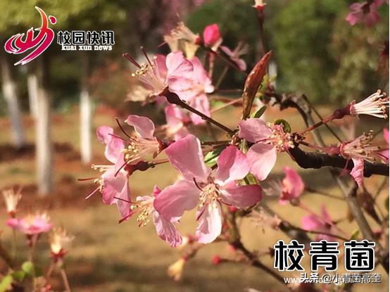 曲靖师范学院玉兰花,曲靖师范学院樱花正盛无人赏
