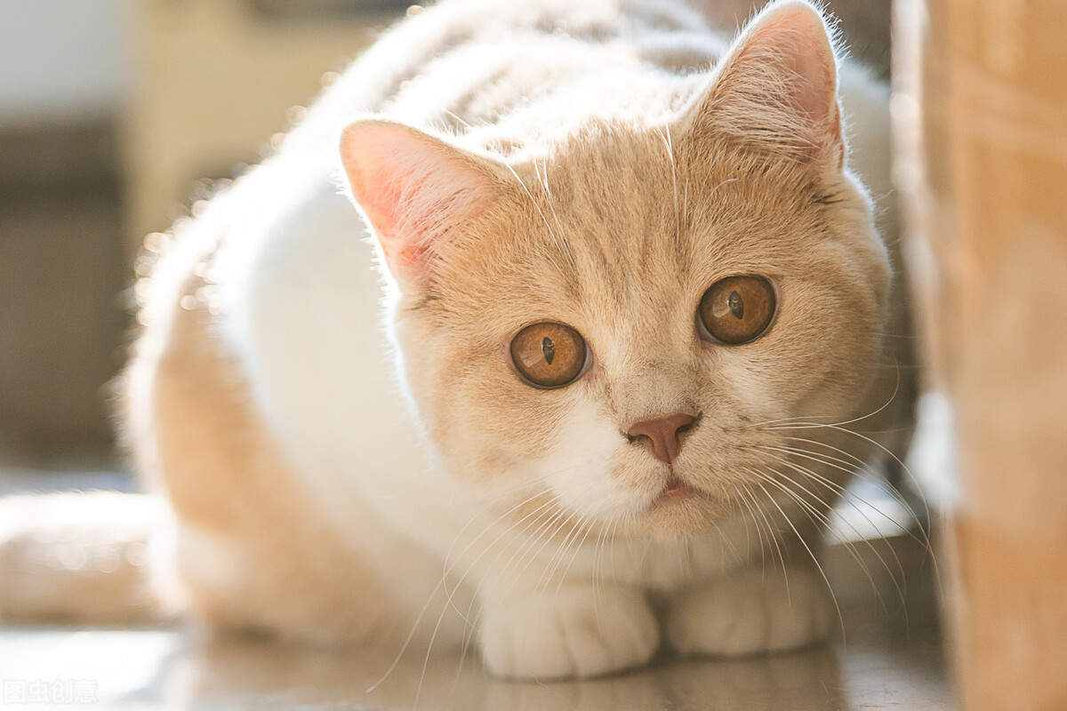 母英短怎么养,母英短不绝育可以吗