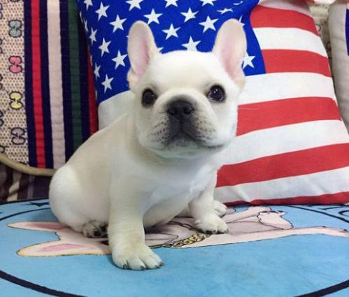 斗牛犬的体臭怎么去掉,法国斗牛犬有体臭掉毛吗