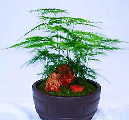 文竹文竹,文竹青翠欲滴