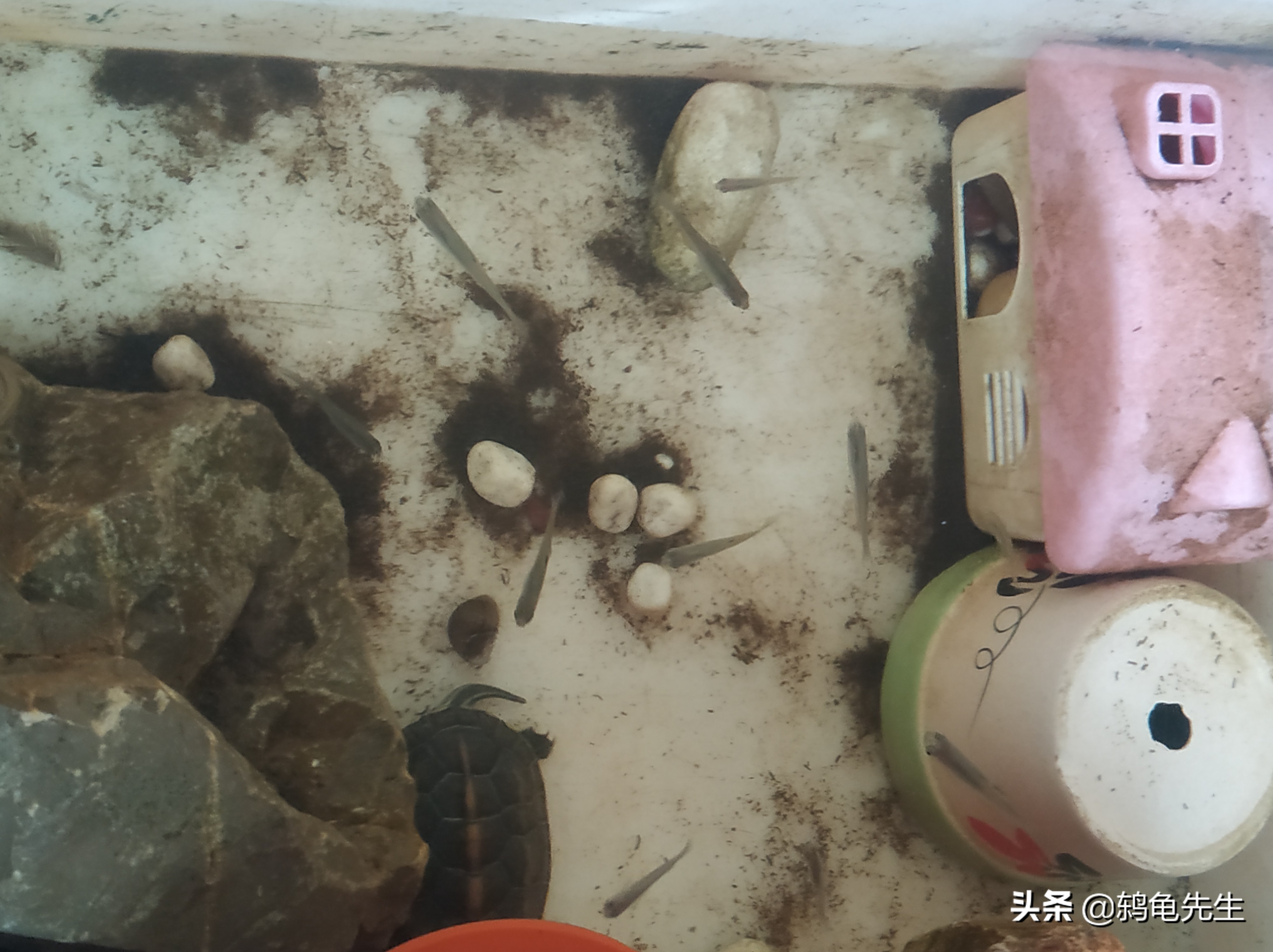 养小乌龟龟缸放多少水,乌龟养在龟缸怎么换水