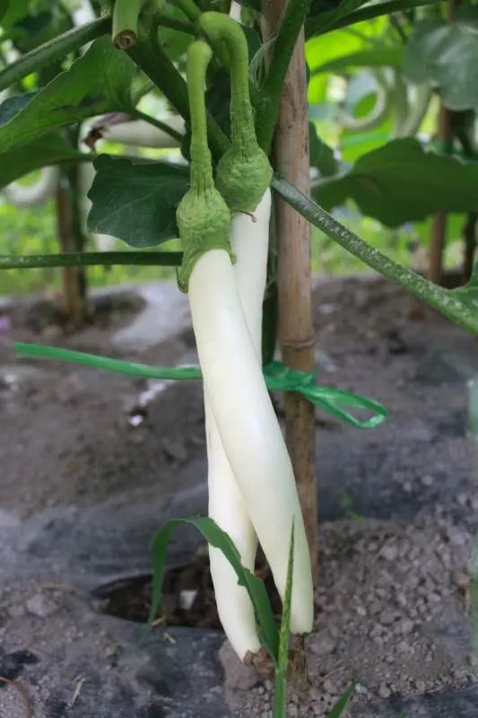 大山里的美女老板：不惧流言种田腌酱菜，一年卖出1000万