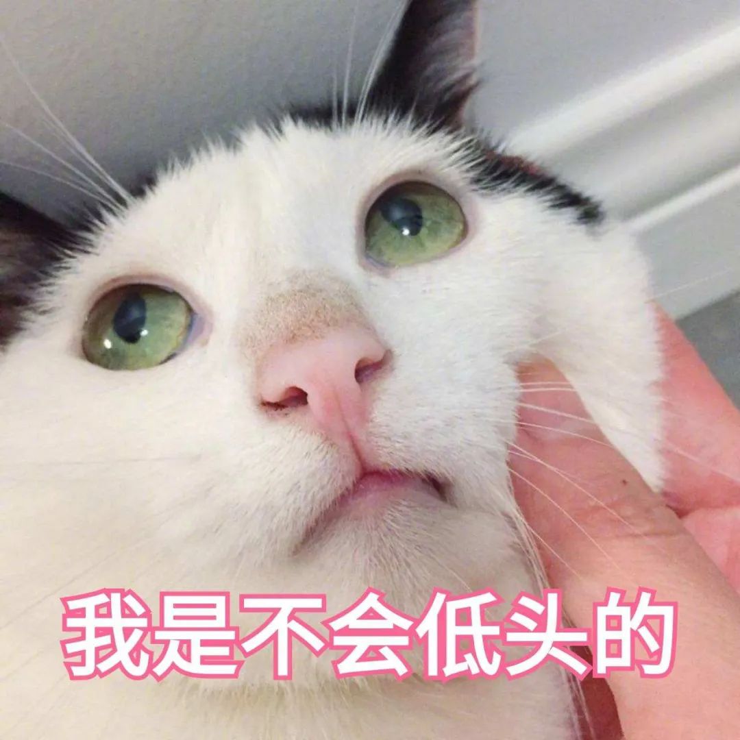 猫咪身上哪些部位不能碰水,猫咪身上的四个弱点