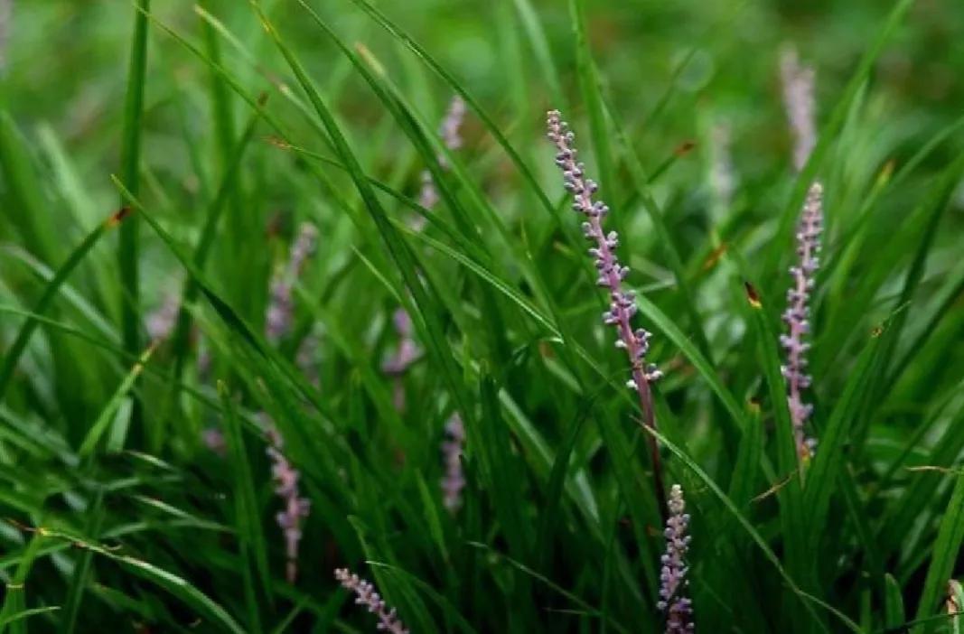 关于小草的古诗有哪些,关于小草的古诗都有哪些