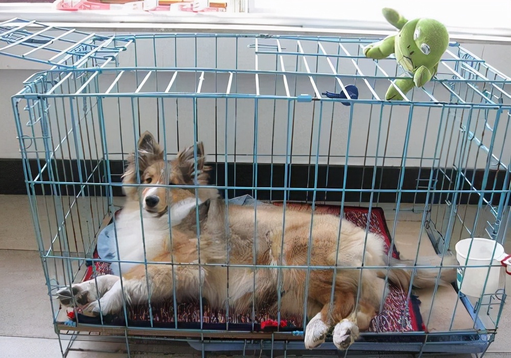 养狗怎么能解决狗毛,养狗如何处理家中狗毛