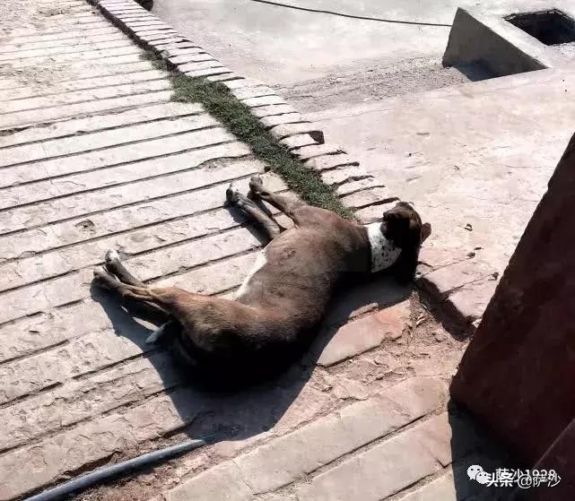 阿格拉红堡泰姬陵,阿格拉红堡和泰姬陵