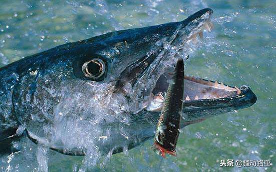 新手路亚选择什么参数,新手玩路亚7个必知的技巧常识