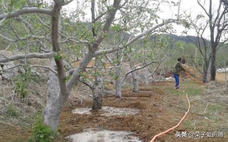 怎么给果树施肥而不伤果树,盲目施肥对果树有什么影响