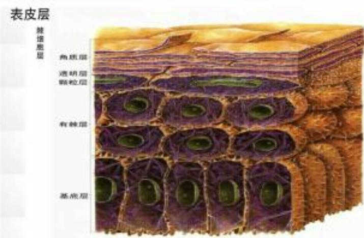 抬头纹太重怎么补救,抬头纹太重怎么改善