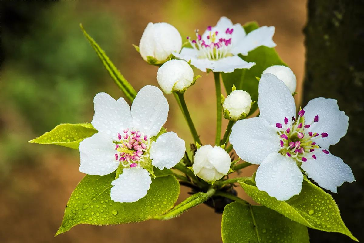 雨打梨花深闭门解析,雨打梨花深闭门忘了青春误了青春