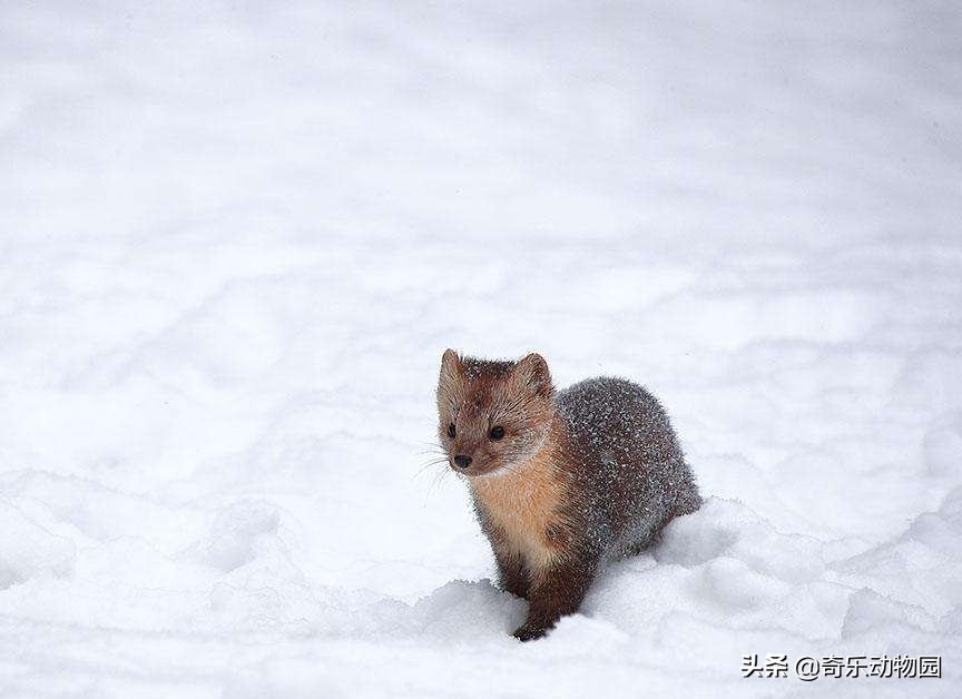 脾气暴躁却是“爱子狂魔”，且看东北三省的这种美丽生灵！