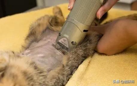 猫咪绝育正切好还是侧切好,猫咪绝育手术局麻好还是全麻好