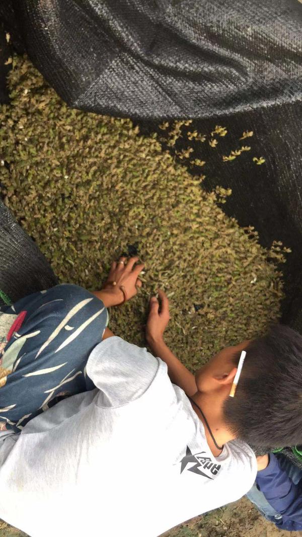 仙桃万蛙鸣青蛙养殖,青蛙养殖湖南省