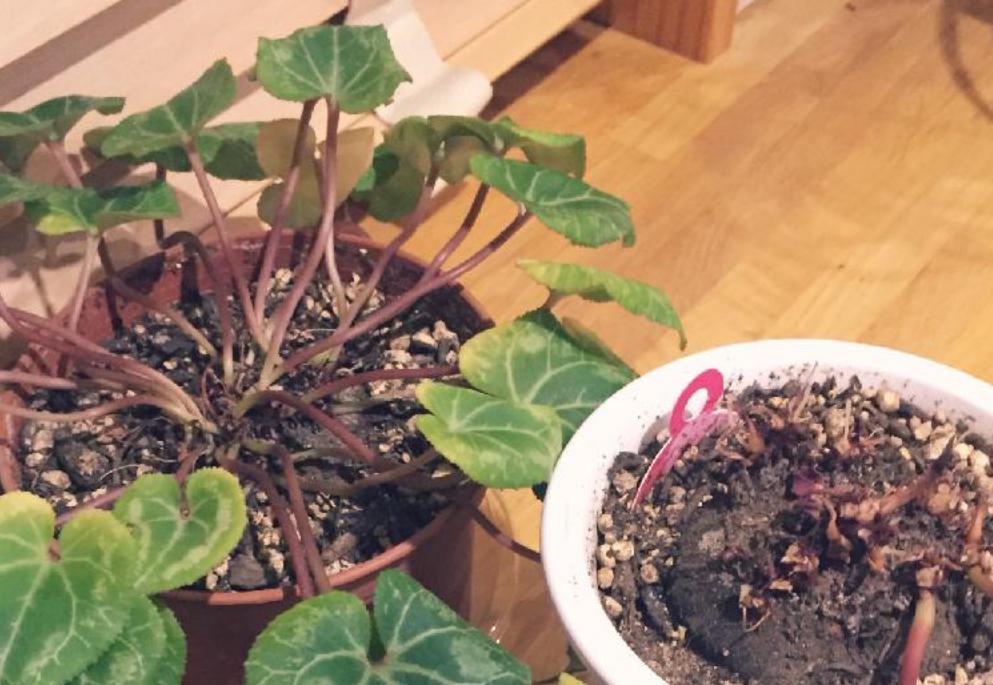 一年四季不死的十种花水养,浇水过多死的植物