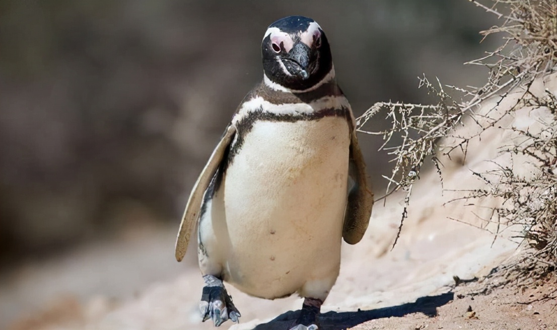 非洲也有企鹅?专家称非洲企鹅叫声像驴,将在14年后功能性灭绝
