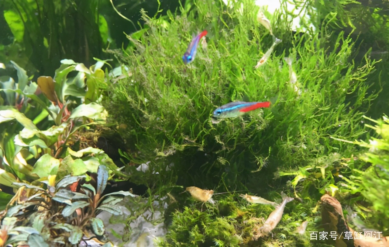 草缸水霉处理最佳方法,野生水藻怎样处理才能入缸