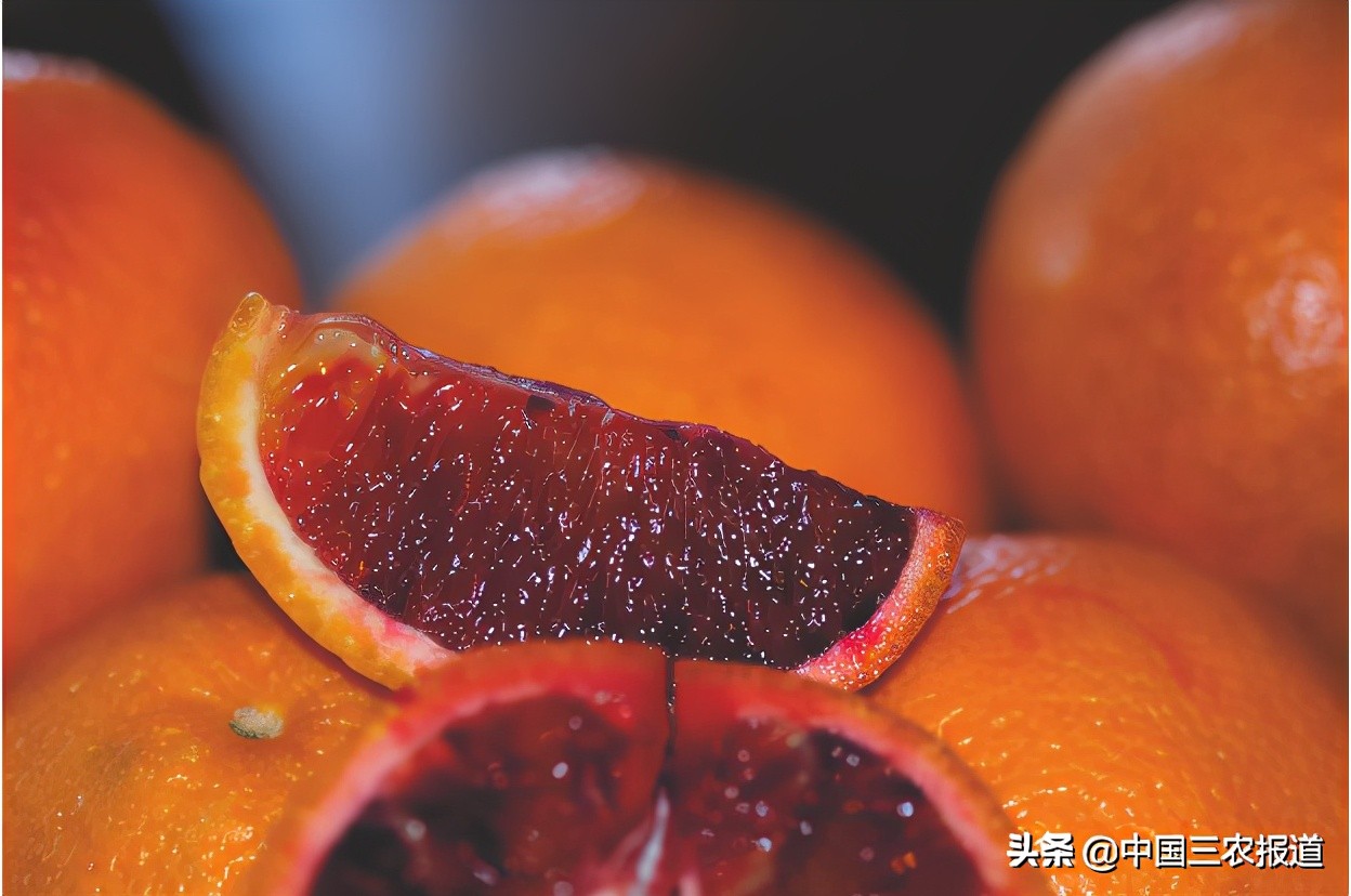 今日血橙行情 (2018年血橙价格行情)