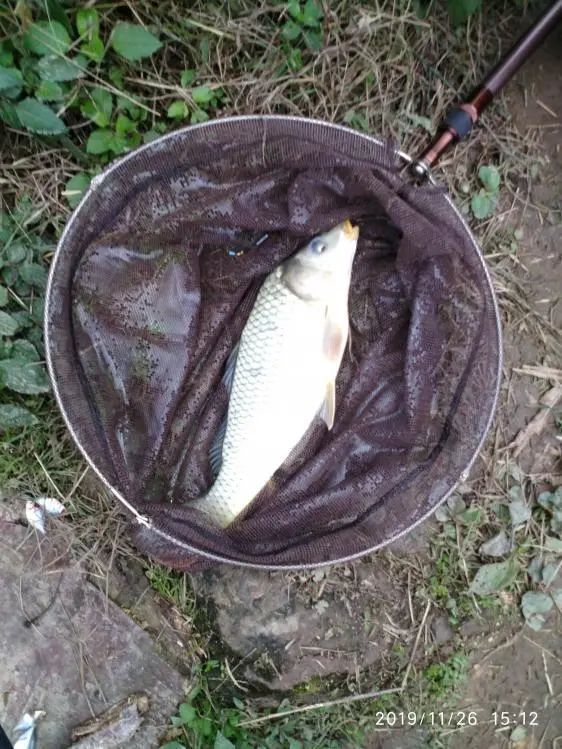 本汀宗师仙羽,本汀太极宗师仙羽鱼竿测试