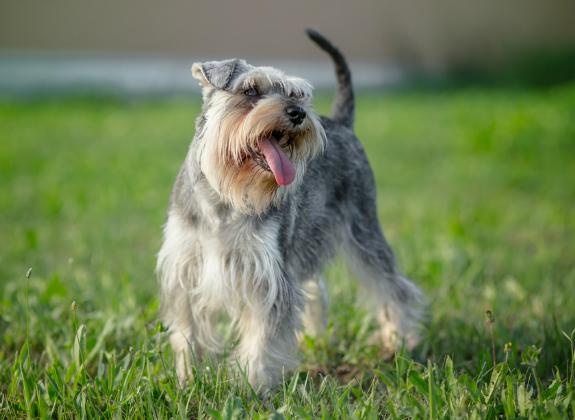 什么是犬黄疸,犬黄疸肝炎的症状及表现