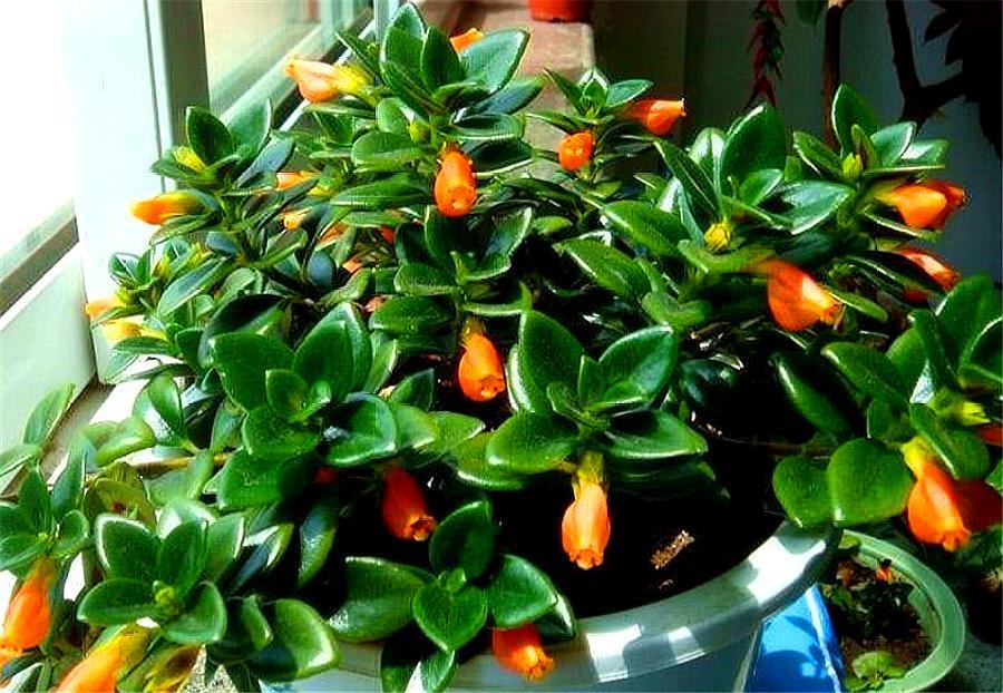 金鱼吊兰在花期需要控水吗,金鱼吊兰开花期间怎么浇水