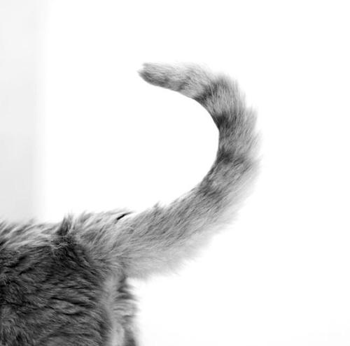 拽猫尾巴会死吗,猫为什么不能抓猫尾巴