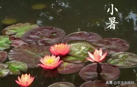 24节气中的小暑是几月几日星期几,小暑的时间和小暑代表什么
