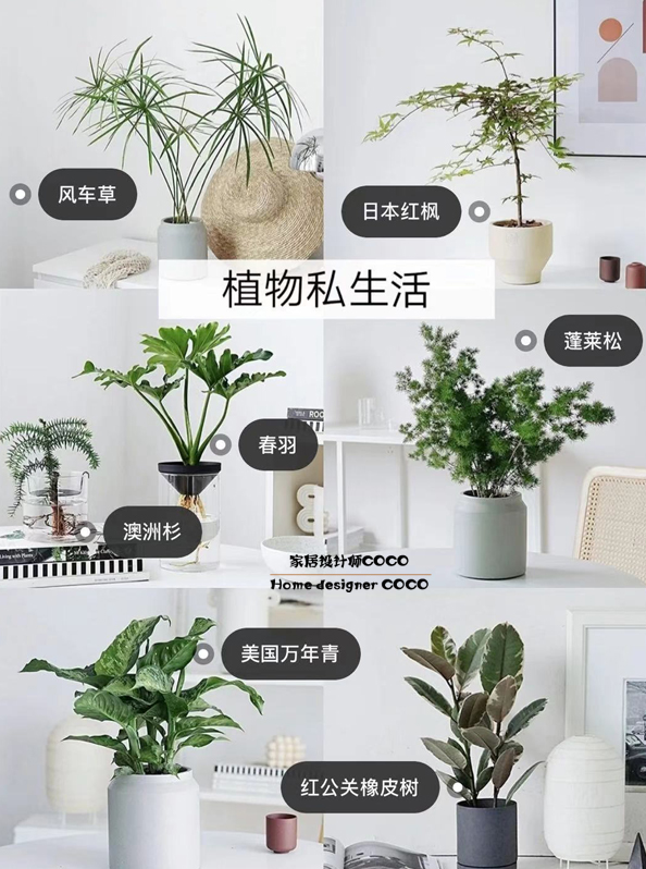 极简风格绿植店铺推荐 (室内店铺适合养的植物有香味)