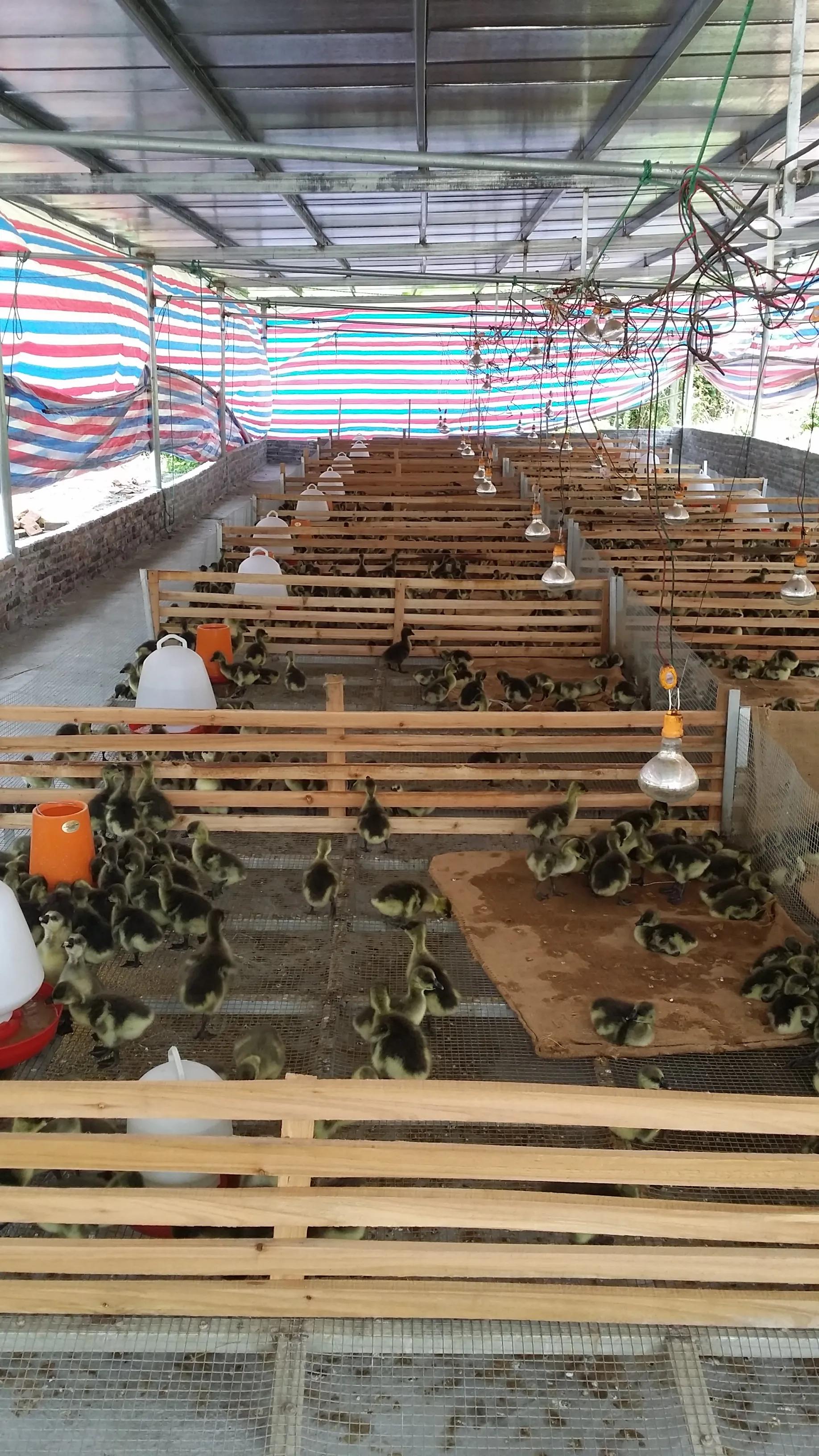 育雏垫网如何搭建,小鸡育雏笼垫网怎么铺