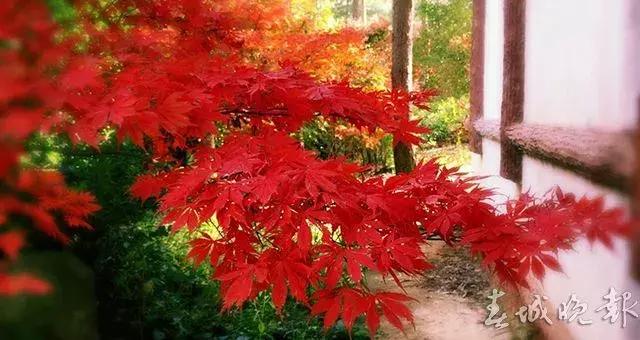 精品菊展、古风集市、植物科普…国庆七天假期，玩转昆明各大公园景区