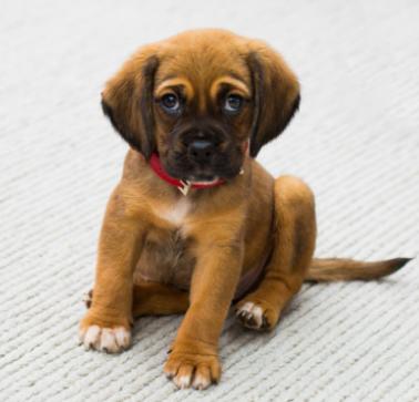 狗狗先训练什么,训练狗狗是不是让它先饿着