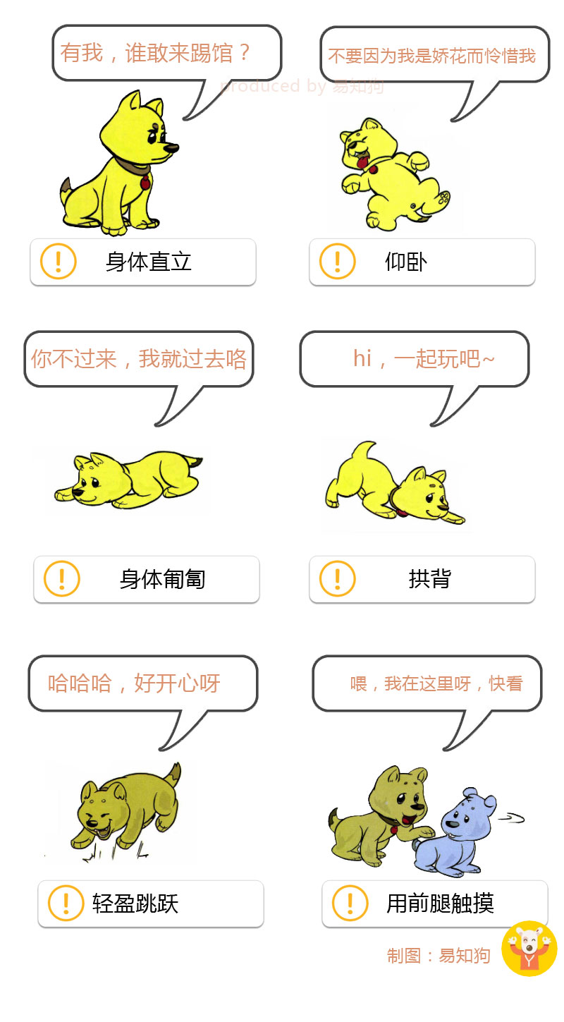 狗狗尾巴动作代表的含义,狗狗的尾巴动作代表的含义