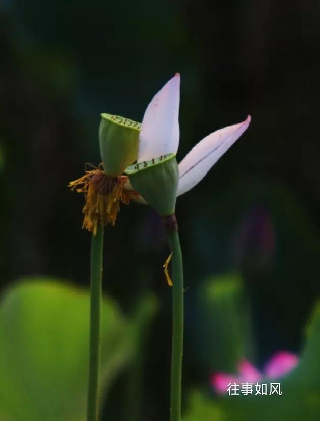 惊艳！淮阳，因为ta，美得不像“画”