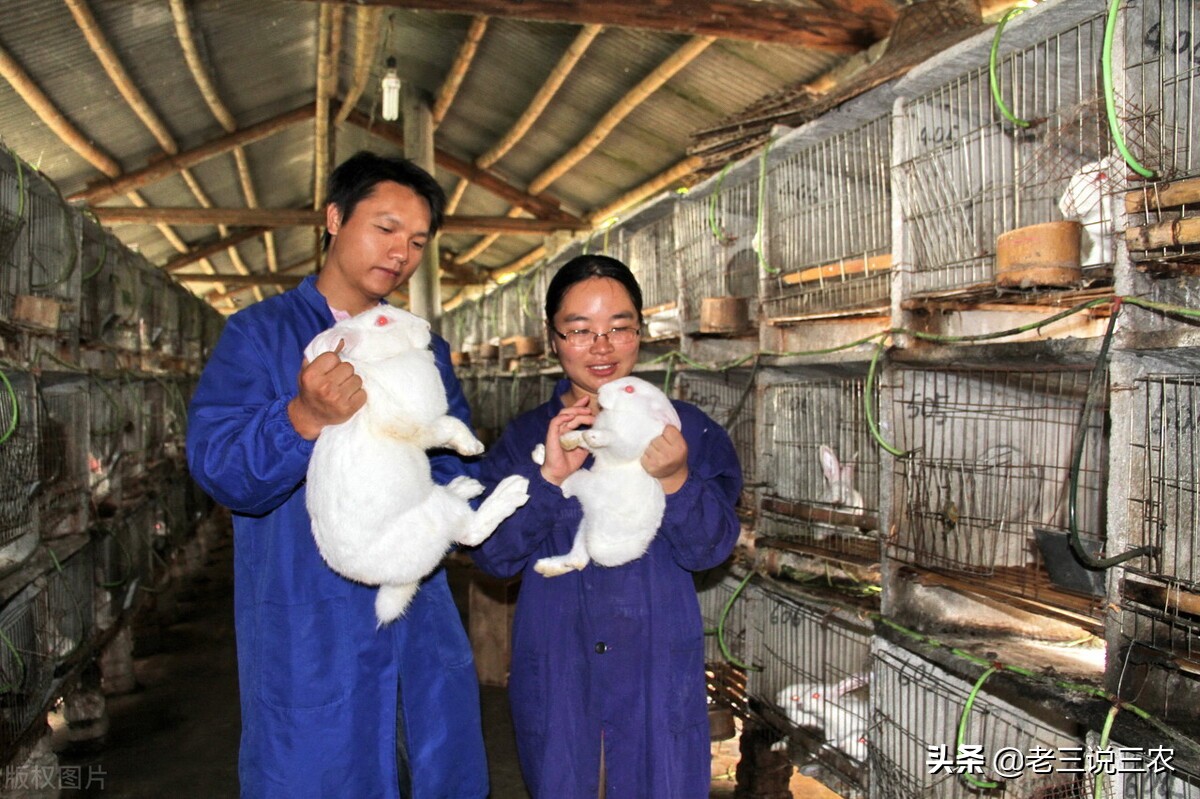 养100只母兔一年的利润,养兔200种兔一年能赚多少钱