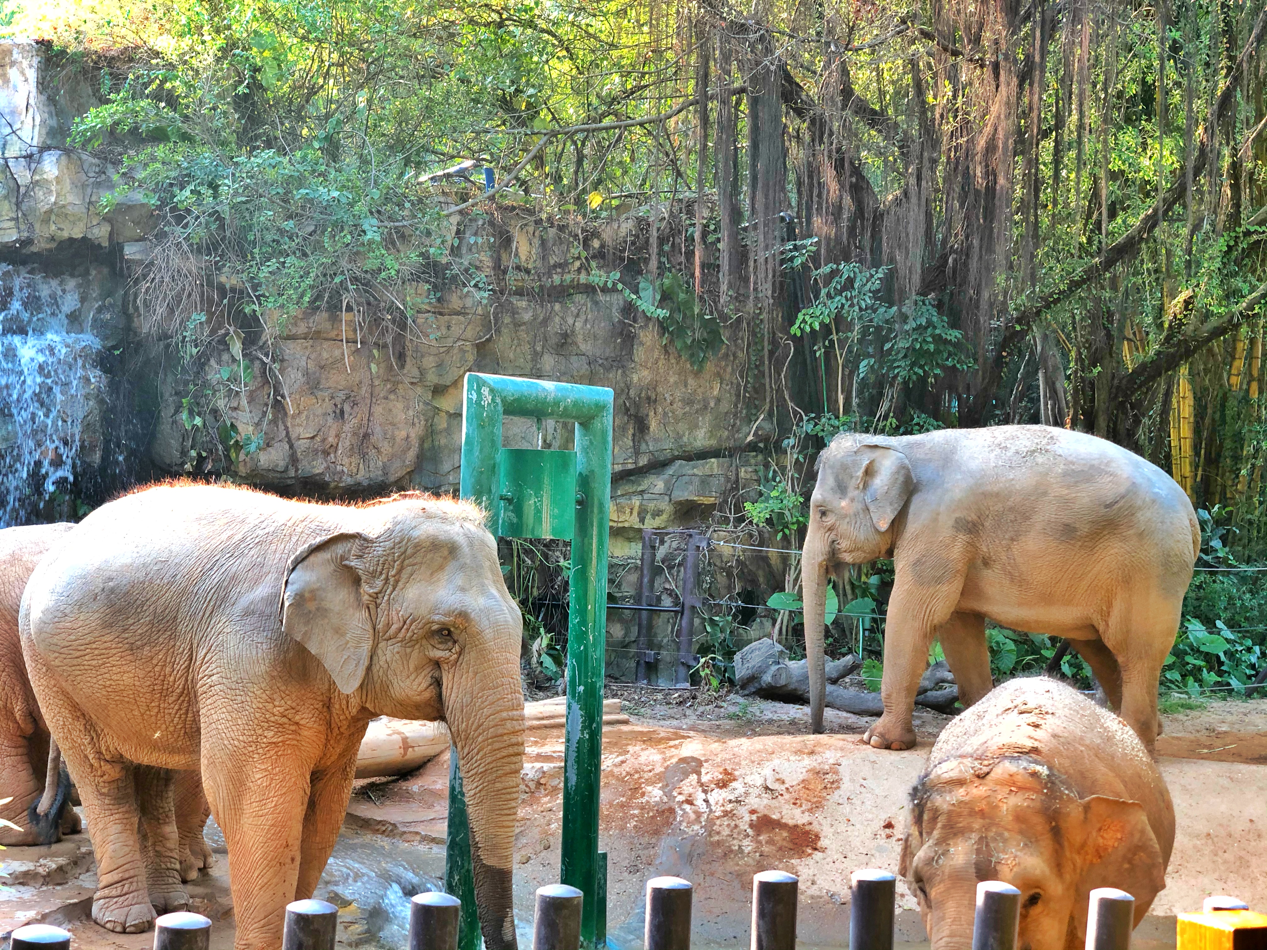 广州长隆游玩超详细亲子游攻略,史上最完整的广州长隆亲子游攻略