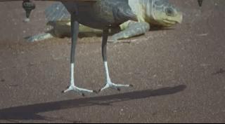 你在搞笑吗韩语,bbc搞笑视频