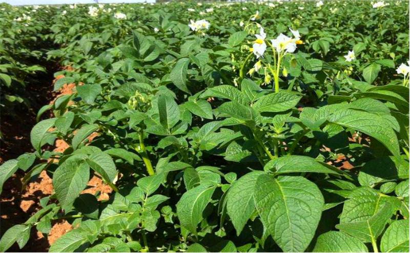 莲藕病虫害图谱及防治,莲藕的营养价值及病虫害防治