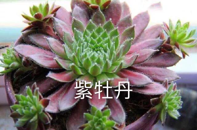 好看好养的多肉类植物,多肉类植物好看