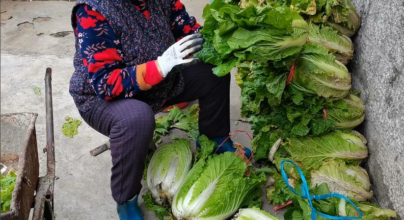 小雪过后白菜没包心怎样过冬,白菜小雪之后还能生长吗