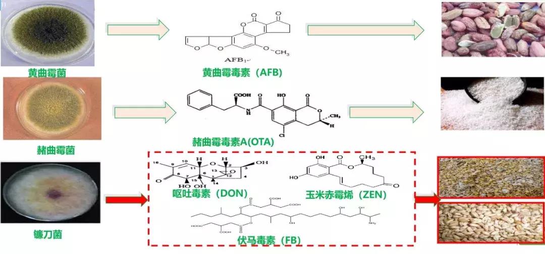 饲料霉菌毒素检测方法标准,常用饲料原料中霉菌毒素风险