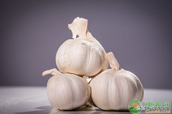 现在大蒜多少钱一斤?2018年12月份全国大蒜价格行情预测