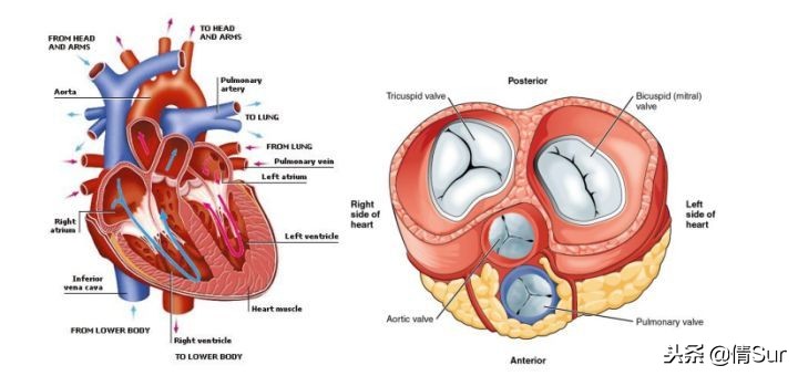 马拉松心梗猝死,马拉松心脏猝死的抢救